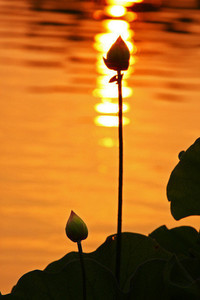 战罢产生球王射手谁能一统天下：传奇诞生与荣耀加冕