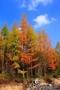 里尔与昂热：一场宿命对决，谁将主宰周四的绿茵战场？