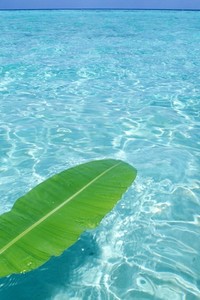 里尔与昂热：一场宿命对决，谁将主宰周四的绿茵战场？