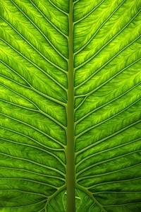 里尔与昂热：一场宿命对决，谁将主宰周四的绿茵战场？